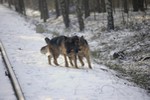 Satysfakcja FCI, German Shepherds kennel, German Shepherds