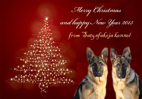 Satysfakcja FCI, German Shepherds kennel, German Shepherds